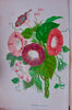 [CHROMOLITHOGRAPH] 20 Plates in Vick's Illustrated Monthly Magazine, 1878-1890