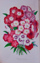 Load image into Gallery viewer, [CHROMOLITHOGRAPH] 20 Plates in Vick's Illustrated Monthly Magazine, 1878-1890