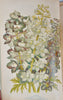 [CHROMOLITHOGRAPH] 20 Plates in Vick's Illustrated Monthly Magazine, 1878-1890