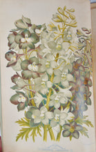 Load image into Gallery viewer, [CHROMOLITHOGRAPH] 20 Plates in Vick's Illustrated Monthly Magazine, 1878-1890