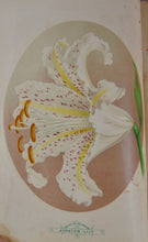Load image into Gallery viewer, [CHROMOLITHOGRAPH] 20 Plates in Vick's Illustrated Monthly Magazine, 1878-1890