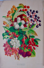 Load image into Gallery viewer, [CHROMOLITHOGRAPH] 20 Plates in Vick's Illustrated Monthly Magazine, 1878-1890