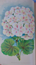 Load image into Gallery viewer, [CHROMOLITHOGRAPH] 20 Plates in Vick's Illustrated Monthly Magazine, 1878-1890