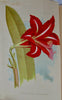[CHROMOLITHOGRAPH] 20 Plates in Vick's Illustrated Monthly Magazine, 1878-1890