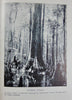 This Fascinating Lumber Business. 1943 First Edition