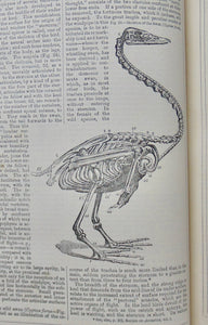 The Circle of the Sciences (4 volume set)., thousands of illustrations, ca 1870