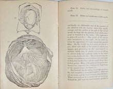 Load image into Gallery viewer, 1887 Wife and Mother, Babies &amp; Children, with plates of Reproductive Organs