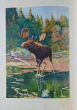 Load image into Gallery viewer, Gorgeous Denton Fish Plates, Adirondack Forestry, Fish and Game 1902