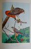 Gorgeous Denton Fish Plates, Adirondack Forestry, Fish and Game 1902