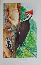 Load image into Gallery viewer, Gorgeous Denton Fish Plates, Adirondack Forestry, Fish and Game 1902