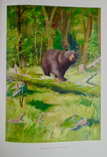 Load image into Gallery viewer, Gorgeous Denton Fish Plates, Adirondack Forestry, Fish and Game 1902