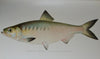 Gorgeous Denton Fish Plates, Adirondack Forestry, Fish and Game 1902