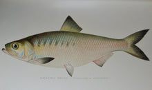Load image into Gallery viewer, Gorgeous Denton Fish Plates, Adirondack Forestry, Fish and Game 1902