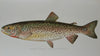 Gorgeous Denton Fish Plates, Adirondack Forestry, Fish and Game 1902