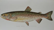 Load image into Gallery viewer, Gorgeous Denton Fish Plates, Adirondack Forestry, Fish and Game 1902