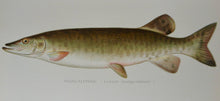 Load image into Gallery viewer, Gorgeous Denton Fish Plates, Adirondack Forestry, Fish and Game 1902