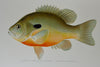 Gorgeous Denton Fish Plates, Adirondack Forestry, Fish and Game 1902