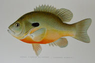 Gorgeous Denton Fish Plates, Adirondack Forestry, Fish and Game 1902
