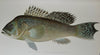 Gorgeous Denton Fish Plates, Adirondack Forestry, Fish and Game 1902