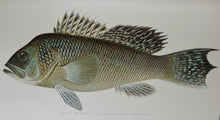 Load image into Gallery viewer, Gorgeous Denton Fish Plates, Adirondack Forestry, Fish and Game 1902