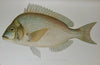 Gorgeous Denton Fish Plates, Adirondack Forestry, Fish and Game 1902