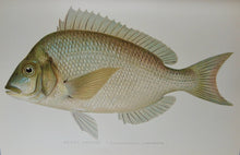 Load image into Gallery viewer, Gorgeous Denton Fish Plates, Adirondack Forestry, Fish and Game 1902