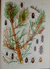Gorgeous Denton Fish Plates, Adirondack Forestry, Fish and Game 1902