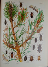 Load image into Gallery viewer, Gorgeous Denton Fish Plates, Adirondack Forestry, Fish and Game 1902
