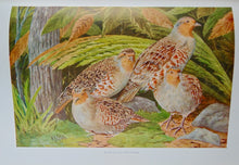 Load image into Gallery viewer, 1910 Illustrated NYS Forest, Fish &amp; Game, Gift of Franklin D. Roosevelt