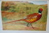1910 Illustrated NYS Forest, Fish & Game, Gift of Franklin D. Roosevelt