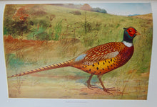 Load image into Gallery viewer, 1910 Illustrated NYS Forest, Fish &amp; Game, Gift of Franklin D. Roosevelt