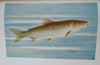 1910 Illustrated NYS Forest, Fish & Game, Gift of Franklin D. Roosevelt