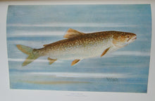 Load image into Gallery viewer, 1910 Illustrated NYS Forest, Fish &amp; Game, Gift of Franklin D. Roosevelt