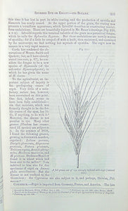 Pereira. The Elements of Materia Medica and Therapeutics, Organic Substances