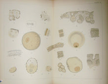 Load image into Gallery viewer, The Works of Francis Maitland Balfour (4 volume set)