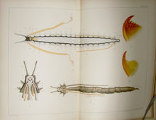 Load image into Gallery viewer, The Works of Francis Maitland Balfour (4 volume set)