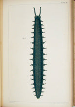 Load image into Gallery viewer, The Works of Francis Maitland Balfour (4 volume set)