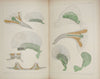 The Works of Francis Maitland Balfour (4 volume set)