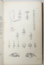 Load image into Gallery viewer, Carpenter. 1846 Elements of Physiology, 180 illustrations